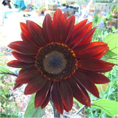 AULEDIO 1000 Pz Semi Di Girasole Per Fiori Da Taglio – Semi Moulin Rouge Per Giardino AULEDIO 1000 Pz Semi Di Girasole Per Fiori Da Taglio – Semi Moulin Rouge Per Giardino