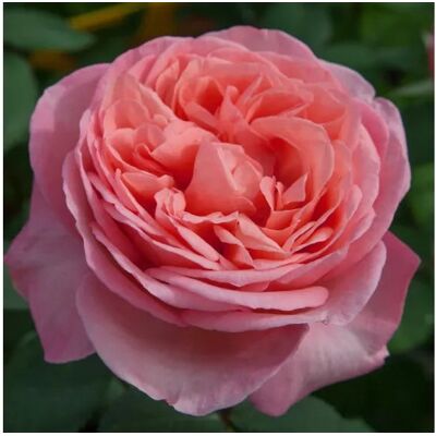 ALTRO Rosa M.lle Meilland Romantica ALTRO Rosa M.lle Meilland Romantica