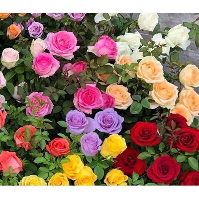 AULEDIO 120 Semi Di Rosa Colorati – Piante Ornamentali Varie – Fioritura In Vaso – Per Balcone, Cortile E Giardino AULEDIO 120 Semi Di Rosa Colorati – Piante Ornamentali Varie – Fioritura In Vaso – Per Balcone, Cortile E Giardino