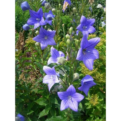 ALTRO 1 Pianta Di Platycodon Blu Campanula Vaso 13cm Perenne ALTRO 1 Pianta Di Platycodon Blu Campanula Vaso 13cm Perenne