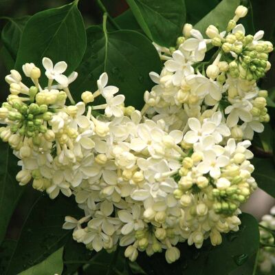 ALTRO Syringa Primrose In Vaso Da 19cm ALTRO Syringa Primrose In Vaso Da 19cm