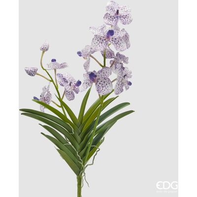 EDG Orchidea Vanda Ramo 2 Fiori Con Foglie H 60 EDG Orchidea Vanda Ramo 2 Fiori Con Foglie H 60
