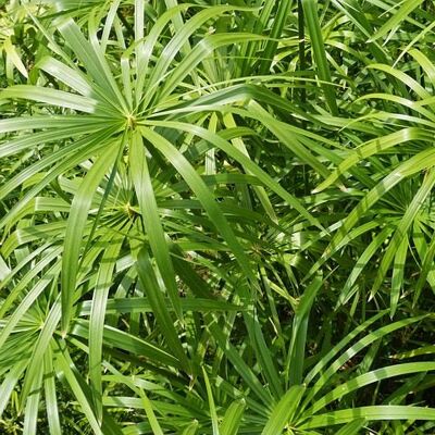 ALTRO Cyperus Alternifolius In Vaso Da 14cm ALTRO Cyperus Alternifolius In Vaso Da 14cm