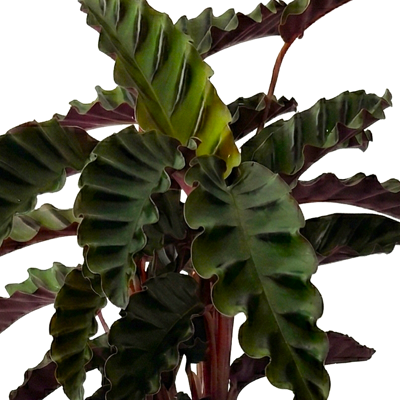 ALTRO Calathea Velvet In Vaso Da 14cm ALTRO Calathea Velvet In Vaso Da 14cm