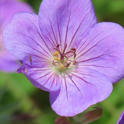 ALTRO Geranium Rozanne Blu In Vaso Da 15cm ALTRO Geranium Rozanne Blu In Vaso Da 15cm