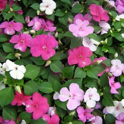 ALTRO Sunpatiens Nuova Guinea In Vaso Da 14cm Colori Assortiti ALTRO Sunpatiens Nuova Guinea In Vaso Da 14cm Colori Assortiti