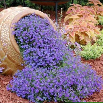 AULEDIO 20000 Pz Lobelia Blu Cascata Semi – Fiori Appesi Giardino AULEDIO 20000 Pz Lobelia Blu Cascata Semi – Fiori Appesi Giardino