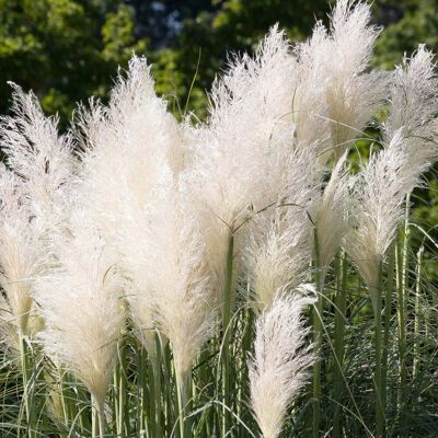 ALTRO Cortaderia Selloana Bianca In Vaso Da 23cm ALTRO Cortaderia Selloana Bianca In Vaso Da 23cm