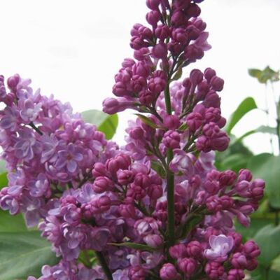 ALTRO Syringa Nana Sugar Plum Fairy In Vaso Da 21cm ALTRO Syringa Nana Sugar Plum Fairy In Vaso Da 21cm