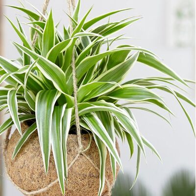 ALTRO 1 Pianta Di Chlorophytum Comosum Vitatum O Nastrino Vaso 12cm ALTRO 1 Pianta Di Chlorophytum Comosum Vitatum O Nastrino Vaso 12cm