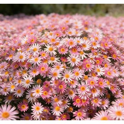 AULEDIO Semi Di Piccole Margherite Rosa Mille Aghi 10000 – Fioritura Abbondante – Adatto Per Giardino, Balcone E Vasi – Decorazione Da Giardino Esterno AULEDIO Semi Di Piccole Margherite Rosa Mille Aghi 10000 – Fioritura Abbondante – Adatto Per Giardino, Balcone E Vasi – Decorazione Da Giardino Esterno