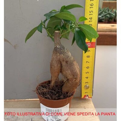 PeragaShop - Ficus microcarpa ginseng - vaso 6 cm - Bonsai PeragaShop - Ficus microcarpa ginseng - vaso 6 cm - Bonsai