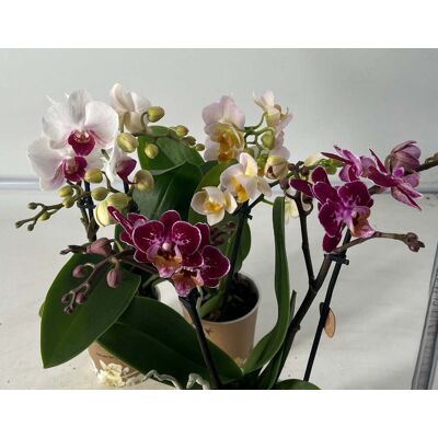 ALTRO Orchidea Phalaenopsis Kolibrie In Vaso Da 9cm Colori Assortiti ALTRO Orchidea Phalaenopsis Kolibrie In Vaso Da 9cm Colori Assortiti