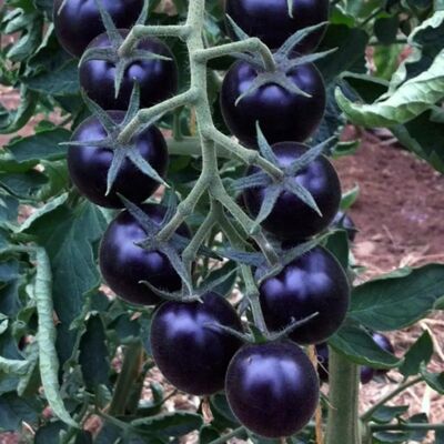 AULEDIO Semi Di Pomodoro Nero Ciliegia 1000 Pcs – Alta Produzione, Non Ogm, Pianta Da Giardino AULEDIO Semi Di Pomodoro Nero Ciliegia 1000 Pcs – Alta Produzione, Non Ogm, Pianta Da Giardino