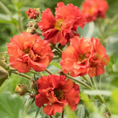ALTRO Geum Scarlett Tempest In Vaso Da 18cm ALTRO Geum Scarlett Tempest In Vaso Da 18cm