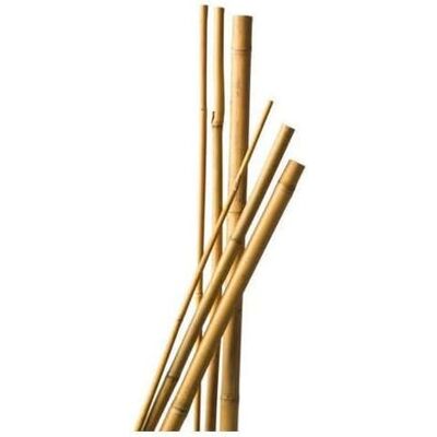 Neptune Confezione Da 10 Supporti Per Piante Di Bambù, Lunghi 120 Cm, Diametro 6-8 Mm Neptune Confezione Da 10 Supporti Per Piante Di Bambù, Lunghi 120 Cm, Diametro 6-8 Mm