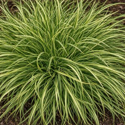 ALTRO Carex Evercream In Vaso Da 17cm ALTRO Carex Evercream In Vaso Da 17cm