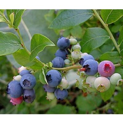 ALTRO Mirtillo Americano Late Blue (1 Pianta) ALTRO Mirtillo Americano Late Blue (1 Pianta)
