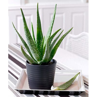 ALTRO Aloe Vera In Vaso 15cm ALTRO Aloe Vera In Vaso 15cm