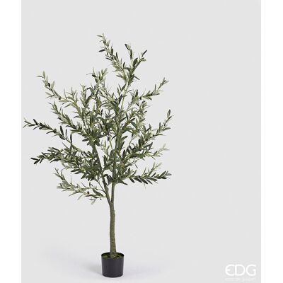 EDG Enzo De Gasperi Olivo Con Vaso H 190 Cm Pianta Artificiale Verde EDG Enzo De Gasperi Olivo Con Vaso H 190 Cm Pianta Artificiale Verde