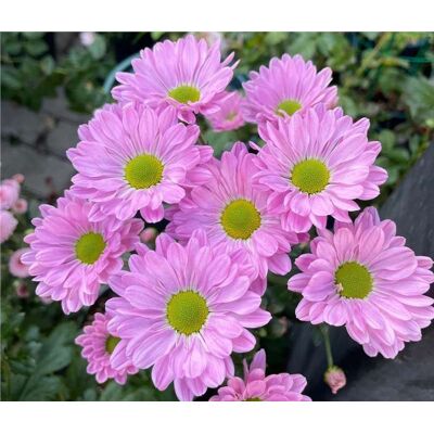 AULEDIO Semi Di Piccole Margherite Rosa 2000 – Fioritura Abbondante – Adatto Per Giardino, Balcone E Vasi – Decorazione Da Giardino Esterno AULEDIO Semi Di Piccole Margherite Rosa 2000 – Fioritura Abbondante – Adatto Per Giardino, Balcone E Vasi – Decorazione Da Giardino Esterno