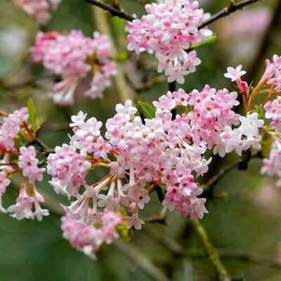 ALTRO Viburnum Bodnantense Dawn In Vaso Da 15cm ALTRO Viburnum Bodnantense Dawn In Vaso Da 15cm