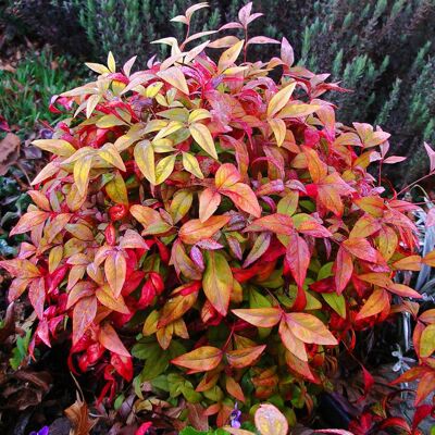 ALTRO Nandina Domestica Fire Power Vaso 18cm ALTRO Nandina Domestica Fire Power Vaso 18cm
