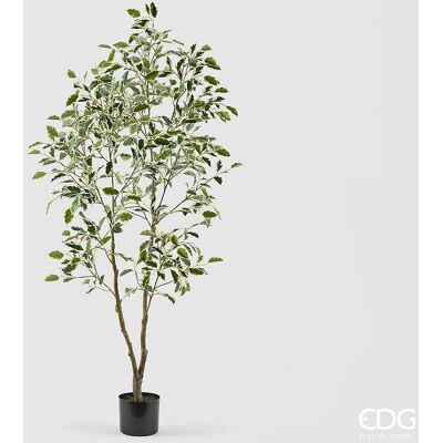 EDG Enzo De Gasperi Pianta Artificiale Ficus Vogue Con Vaso H 150 Cm Verde Chiaro – Pianta Decorativa Realistica Design Moderno EDG Enzo De Gasperi Pianta Artificiale Ficus Vogue Con Vaso H 150 Cm Verde Chiaro – Pianta Decorativa Realistica Design Moderno