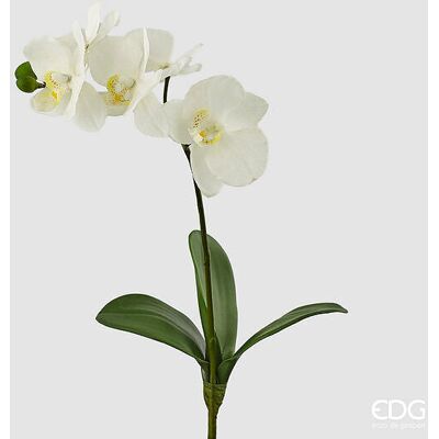 EDG Enzo De Gasperi Orchidea Phalaenopsis Con Foglie H 37 Cm Bianco EDG Enzo De Gasperi Orchidea Phalaenopsis Con Foglie H 37 Cm Bianco