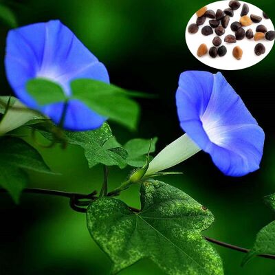 AULEDIO Ipomea Blu (ipomée Volubilis) 100 Semi – Pianta Rampicante Vigorosa – Fiori A Tromba Blu – Terreno Fertile E Ben Drenato – Per Cortile E Giardino AULEDIO Ipomea Blu (ipomée Volubilis) 100 Semi – Pianta Rampicante Vigorosa – Fiori A Tromba Blu – Terreno Fertile E Ben Drenato – Per Cortile E Giardino
