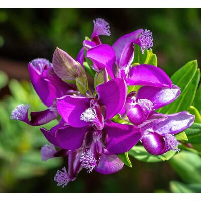 ALTRO Polygala Myrtifolia In Vaso Da 19cm ALTRO Polygala Myrtifolia In Vaso Da 19cm