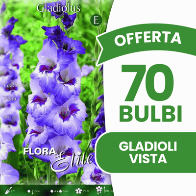 ALTRO Offerta 70 Bulbi Gladioli Vista ALTRO Offerta 70 Bulbi Gladioli Vista