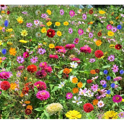 AULEDIO 5000 Semi Di Fiori Selvatici Misti, Facili Da Coltivare, Fiori Colorati, Attirano Insetti Impollinatori, Fioritura Tutto L’anno AULEDIO 5000 Semi Di Fiori Selvatici Misti, Facili Da Coltivare, Fiori Colorati, Attirano Insetti Impollinatori, Fioritura Tutto L’anno