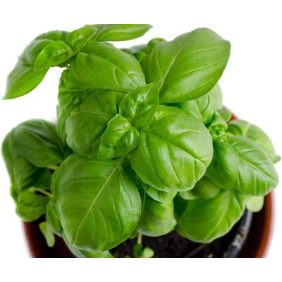 BEXTSRACK Semi Di Basilico Genovese – Confezione Da 150 Semi Non Ogm, Varietà Antica, Basilico Dolce Premium Per Coltivazione Indoor E Outdoor BEXTSRACK Semi Di Basilico Genovese – Confezione Da 150 Semi Non Ogm, Varietà Antica, Basilico Dolce Premium Per Coltivazione Indoor E Outdoor