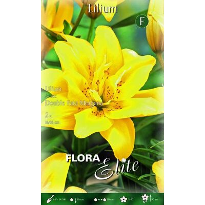 ALTRO Lilium Giglio Double Fata Morgana (confezione Da 2 Bulbi) ALTRO Lilium Giglio Double Fata Morgana (confezione Da 2 Bulbi)