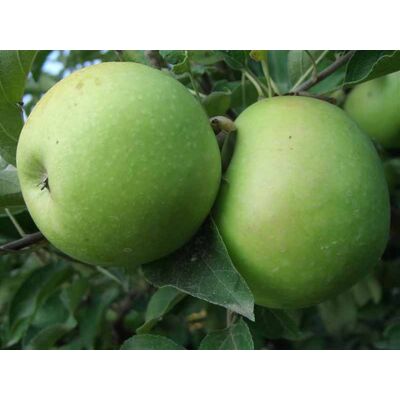 ALTRO Melo Granny Smith (1 Pianta) ALTRO Melo Granny Smith (1 Pianta)