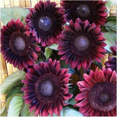 AULEDIO Semi Di Girasole Nero 1000 Pcs – Alta Germinazione, Fiori Colorati, Facile Da Coltivare AULEDIO Semi Di Girasole Nero 1000 Pcs – Alta Germinazione, Fiori Colorati, Facile Da Coltivare