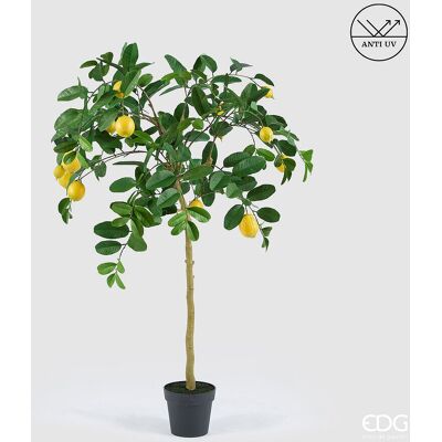 EDG Enzo De Gasperi Limone Anti-uv X14 Con Vaso Pianta Artificiale H 148 Cm Verde Giallo EDG Enzo De Gasperi Limone Anti-uv X14 Con Vaso Pianta Artificiale H 148 Cm Verde Giallo