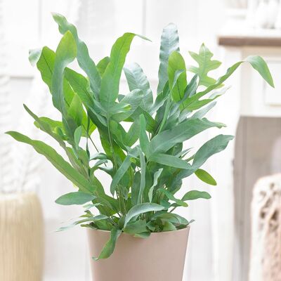ALTRO 1 Pianta Di Phlebodium Aureum Blue Star Felce Piede Di Coniglio Vaso 12cm Da Interno ALTRO 1 Pianta Di Phlebodium Aureum Blue Star Felce Piede Di Coniglio Vaso 12cm Da Interno