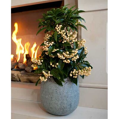 ALTRO Ardisia Crenata Bianca Vaso 14cm ALTRO Ardisia Crenata Bianca Vaso 14cm