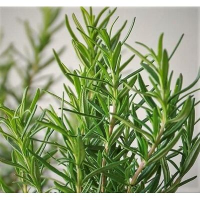 AULEDIO Semi Di Rosmarino 500 – Rosmarino Officinale – Erbe Aromatiche – Resistente Al Freddo – Per Coltivazione Su Balcone E In Giardino AULEDIO Semi Di Rosmarino 500 – Rosmarino Officinale – Erbe Aromatiche – Resistente Al Freddo – Per Coltivazione Su Balcone E In Giardino