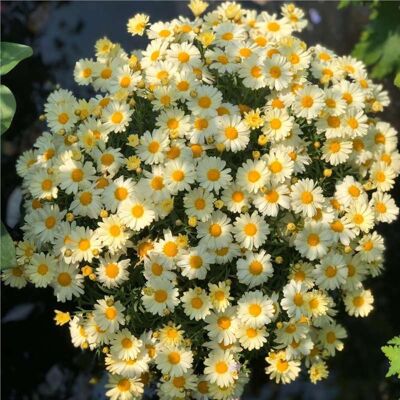 AULEDIO Semi Di Piccole Margherite Gialle Limone 2000 – Fioritura Abbondante – Adatto Per Giardino, Balcone E Vasi – Decorazione Da Giardino Esterno AULEDIO Semi Di Piccole Margherite Gialle Limone 2000 – Fioritura Abbondante – Adatto Per Giardino, Balcone E Vasi – Decorazione Da Giardino Esterno