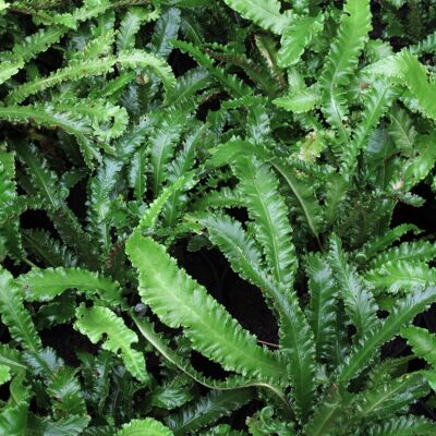ALTRO Asplenium Scolopendrium Angustifolium In Vaso Da 17cm ALTRO Asplenium Scolopendrium Angustifolium In Vaso Da 17cm