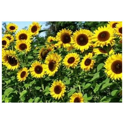 AULEDIO Semi Di Girasole 200 Semi – Attrae Insetti Impollinatori – Fiori Colorati – Ideale Per Cortile, Esterni E Giardino AULEDIO Semi Di Girasole 200 Semi – Attrae Insetti Impollinatori – Fiori Colorati – Ideale Per Cortile, Esterni E Giardino