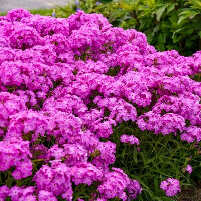 AULEDIO 5000 Pz Semi Phlox Grande Rosa – Fiori Giardino Perenni Farfalle AULEDIO 5000 Pz Semi Phlox Grande Rosa – Fiori Giardino Perenni Farfalle