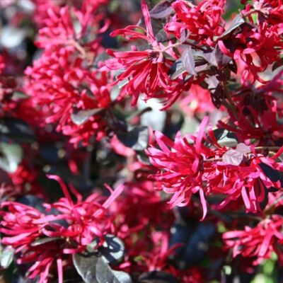 PERAGASHOP - Loropetalum Fede - 40-50cm - Pianta PERAGASHOP - Loropetalum Fede - 40-50cm - Pianta
