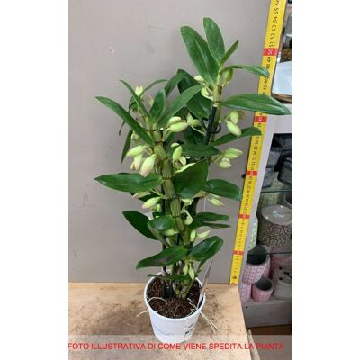 PERAGASHOP - Dendrobium - Fucsia - Bianco - Orchid Plant PERAGASHOP - Dendrobium - Fucsia - Bianco - Orchid Plant