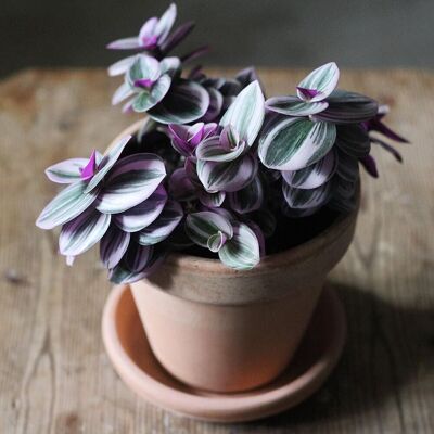 ALTRO 1 Pianta Di Tradescantia Nanouk Vaso 12cm Da Interno ALTRO 1 Pianta Di Tradescantia Nanouk Vaso 12cm Da Interno