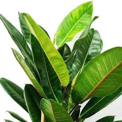ALTRO Ficus Tresor In Vaso Da 17cm ALTRO Ficus Tresor In Vaso Da 17cm