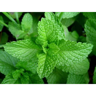 AULEDIO Semi Di Menta 500 – Erbe Aromatiche – Periodo Di Semina: Marzo-luglio – Favorisce La Crescita Del Cavolo – Allontana Gli Afidi – Profumo Intenso E Rinfrescante AULEDIO Semi Di Menta 500 – Erbe Aromatiche – Periodo Di Semina: Marzo-luglio – Favorisce La Crescita Del Cavolo – Allontana Gli Afidi – Profumo Intenso E Rinfrescante